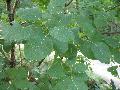 American Smoketree / Cotinus obovatus  